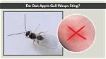 Do Gall Wasps Sting?