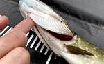 Do Gar Pike Bite?