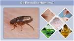 Do Garden Fleas Bite