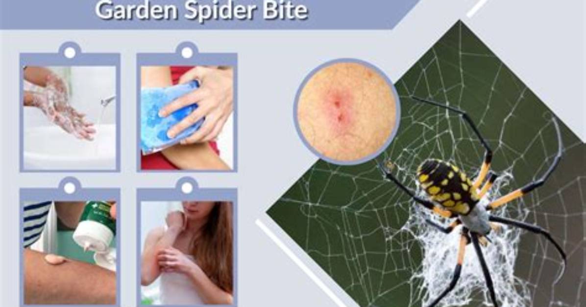 Do Garden Spiders Bite?
