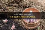 Do Garlic Plants Spread