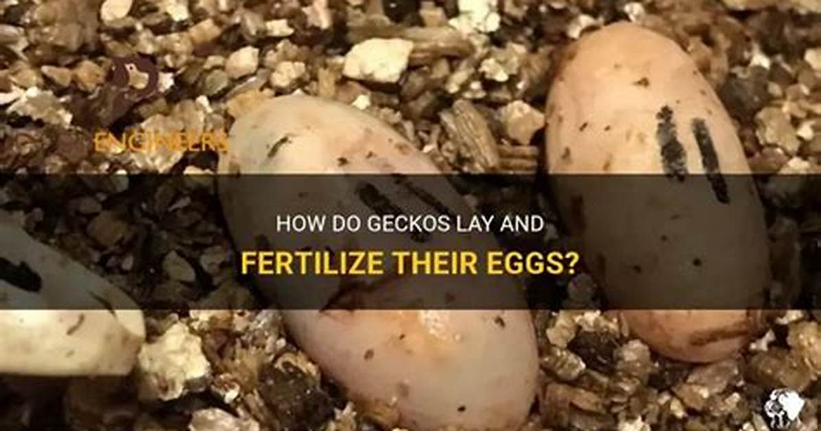 Do Geckos Lay Eggs?