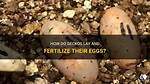 Do Geckos Lay Eggs?