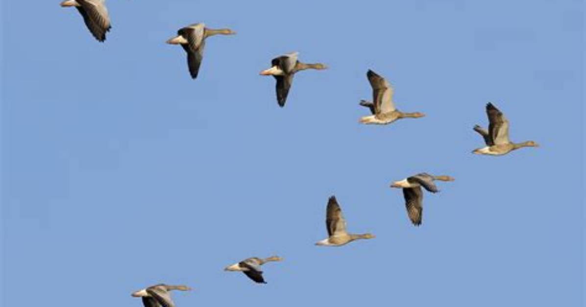 Do Geese Fly Alone?