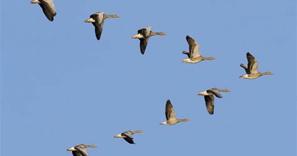 Do Geese Fly