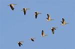 Do Geese Fly