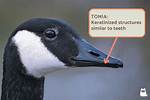 Do Geese Have Teeth?