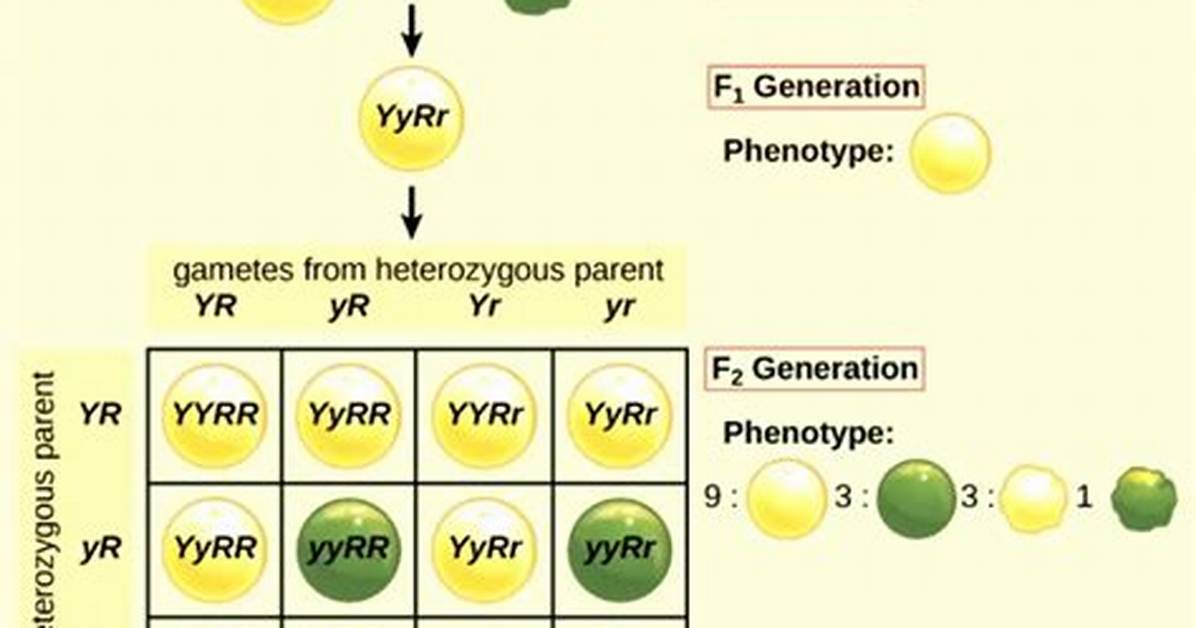 Do Genes Multiply