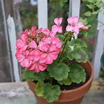 Do Geraniums Have Bulbs