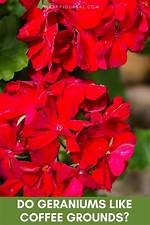 Do Geraniums Like Coffee Grounds?
