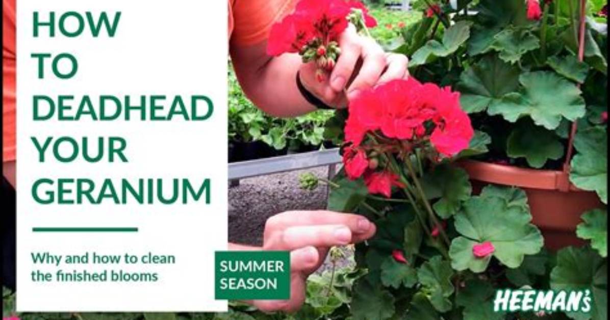 Do Geraniums Need Deadheaded?