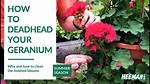 Do Geraniums Need Deadheaded?