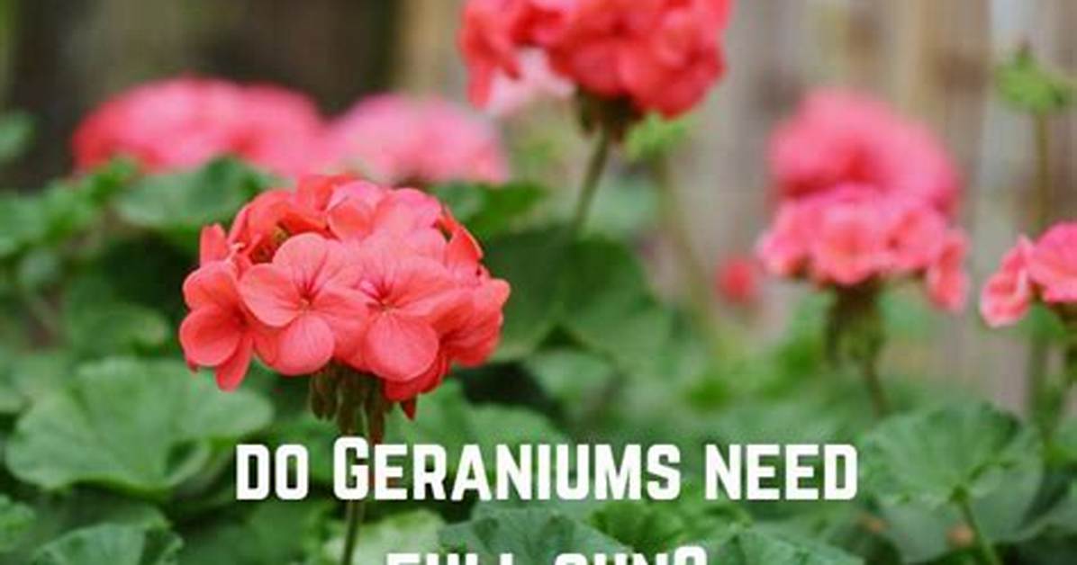 Do Geraniums Need Full Sun