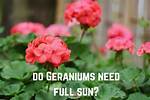 Do Geraniums Need Full Sun