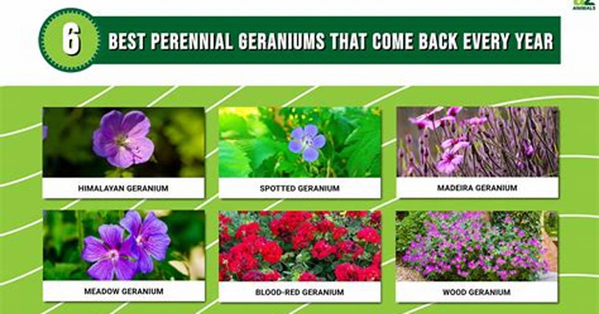 Do Geraniums Return Every Year