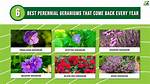 Do Geraniums Return Every Year