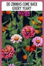 Do Gerberas Come Back?