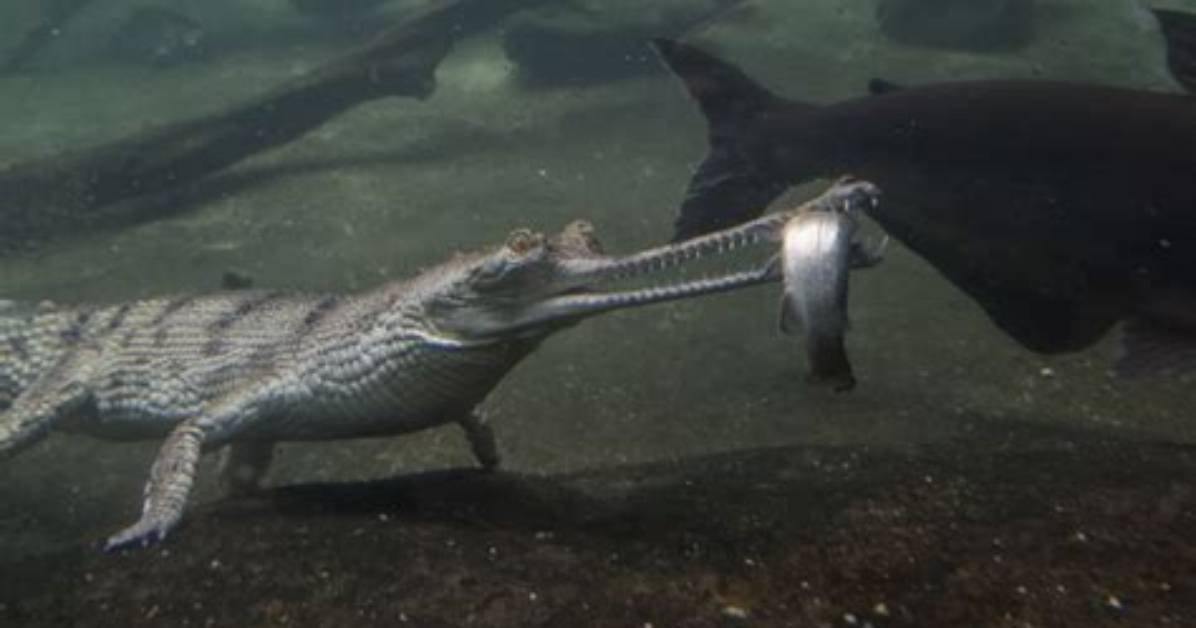 Do Gharials Only Eat Fish?
