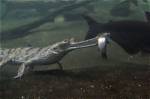 Do Gharials Only Eat Fish?