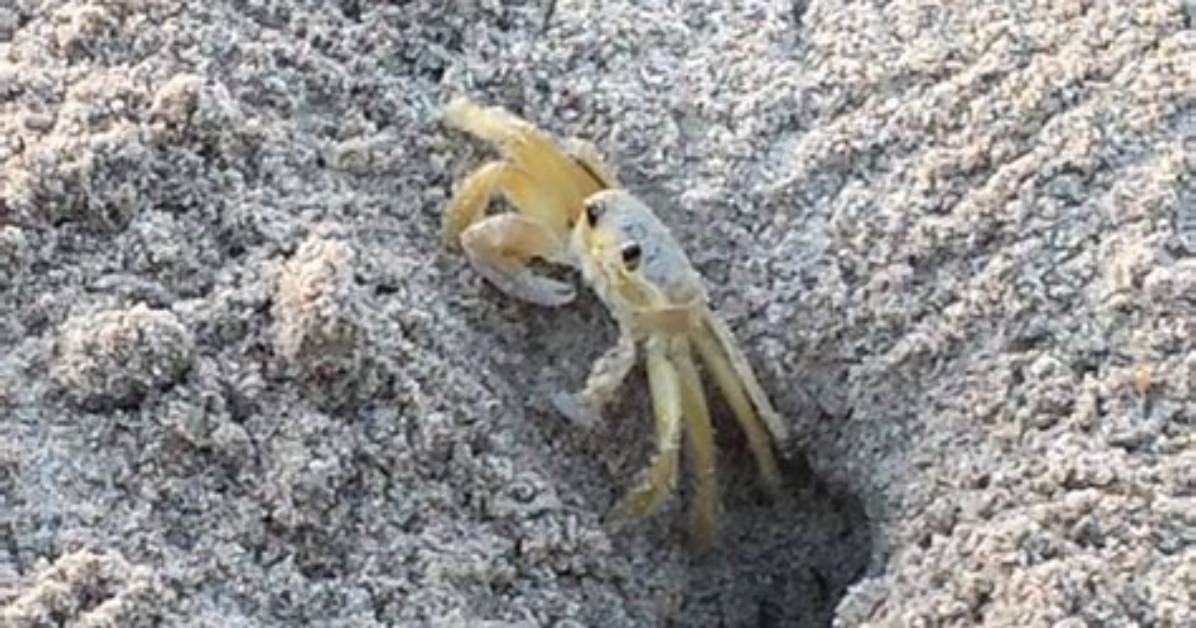 Do Ghost Crabs Hibernate?