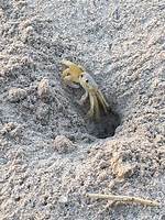 Do Ghost Crabs Hibernate?