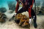 Do Giant Clams Bite