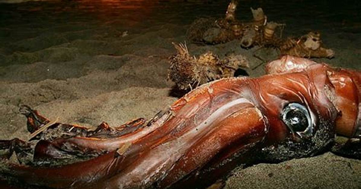 Do Giant Squids Exist?