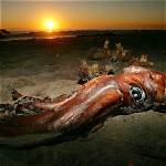 Do Giant Squids Exist?