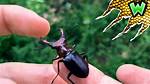 Do Giant Stag Beetles Bite?