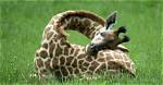 Do Giraffe Sleep Lying Down?