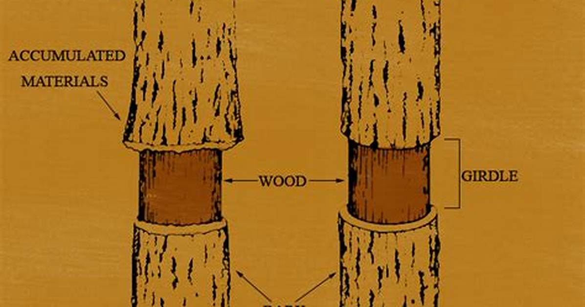 Do Girdled Tree Die?