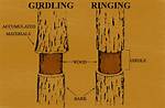 Do Girdled Tree Die?