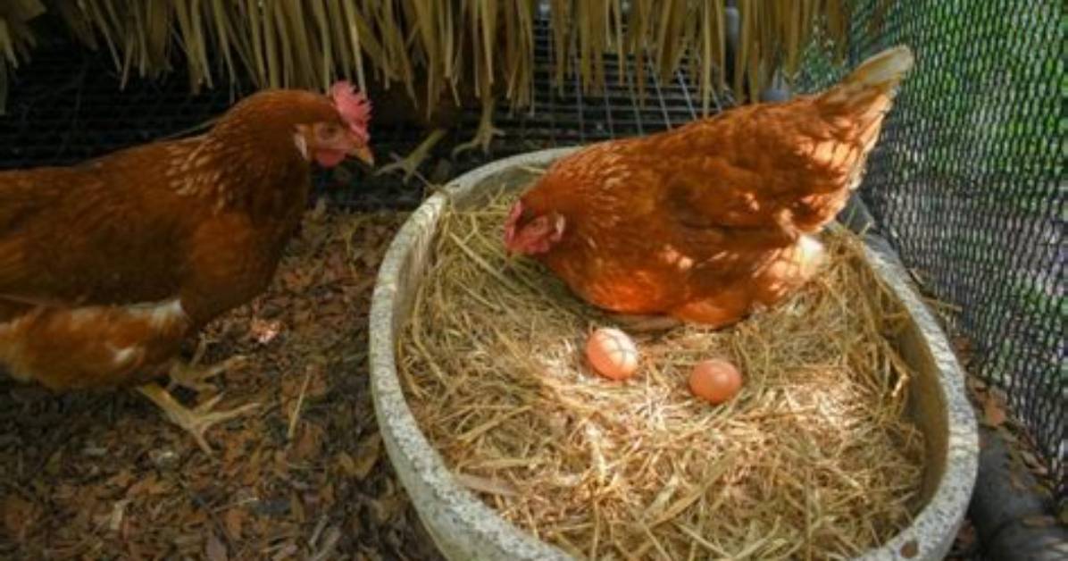 Do Githzerai Lay Eggs?