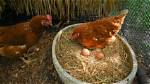Do Githzerai Lay Eggs?