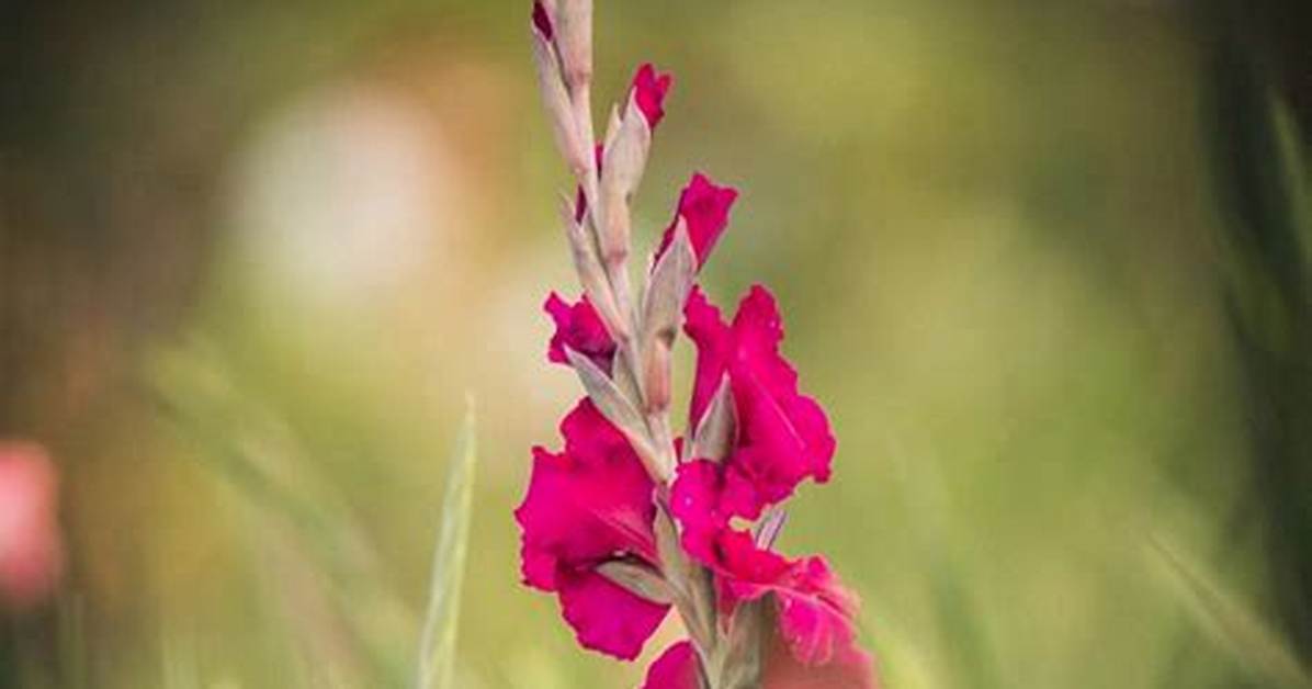 Do Gladiolus Spread