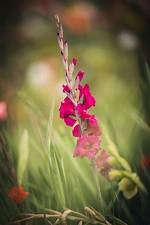 Do Gladiolus Spread
