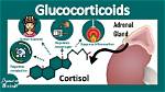 Do Glucocorticoids Increase Inflammation?