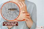 Do Gnats Bite Humans