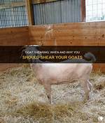 Do Goats Need Shearing?