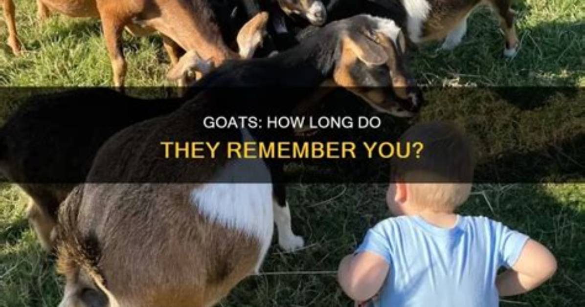 Do Goats Remember You