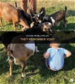 Do Goats Remember You