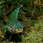 Do Gobies Eat Algae?
