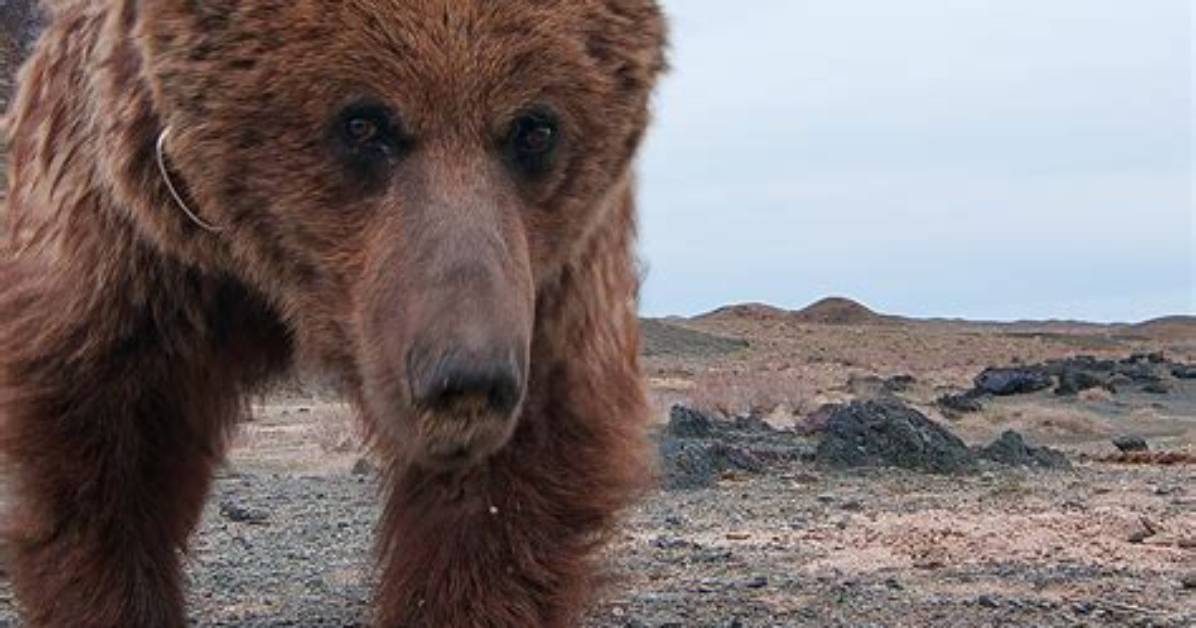 Do Golden Bears Exist?