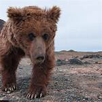 Do Golden Bears Exist?