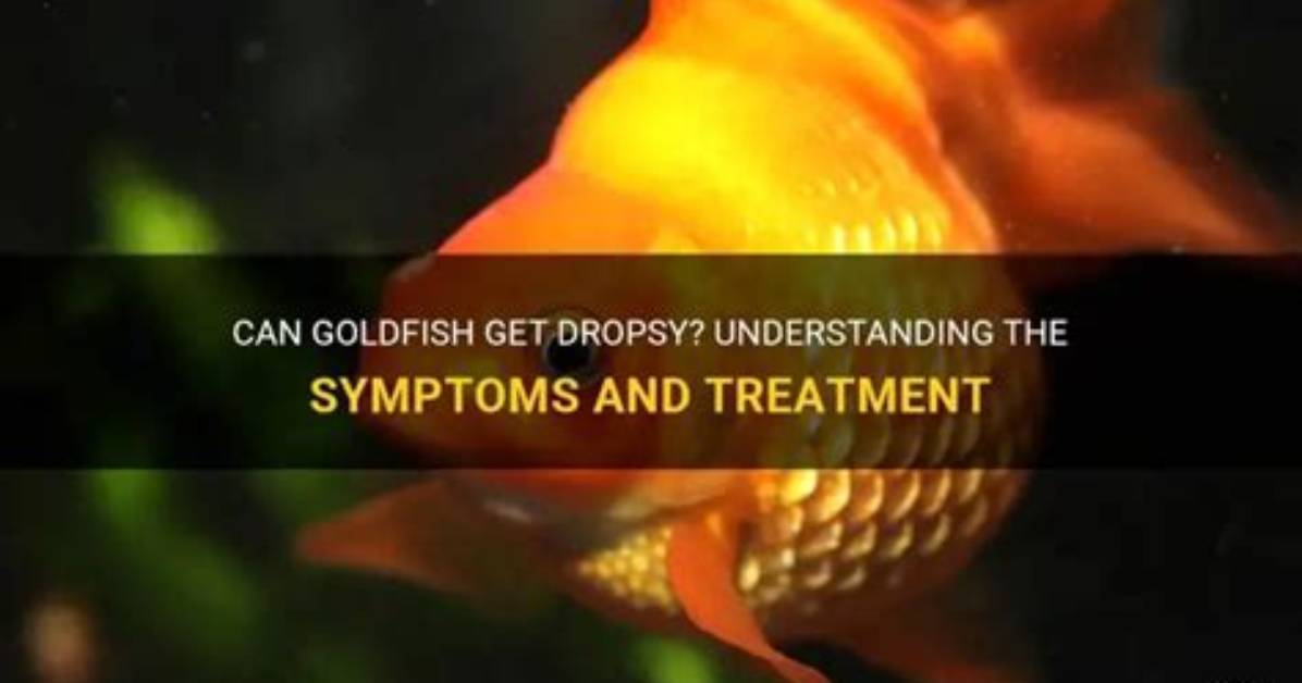 Do Goldfish Get Dropsy?