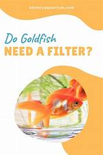 Do Goldfish Need a Filter?