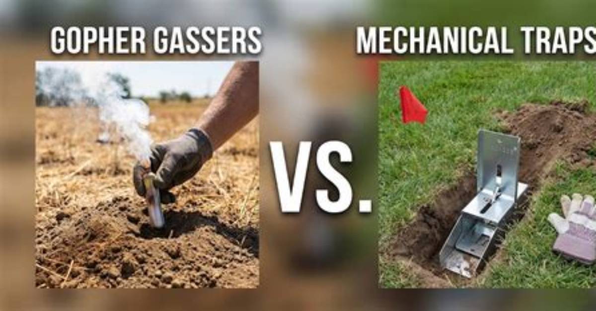 Do Gopher Gassers Work?