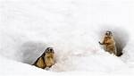 Do Gophers Hibernate?