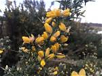 Do Gorse Have Flowers?