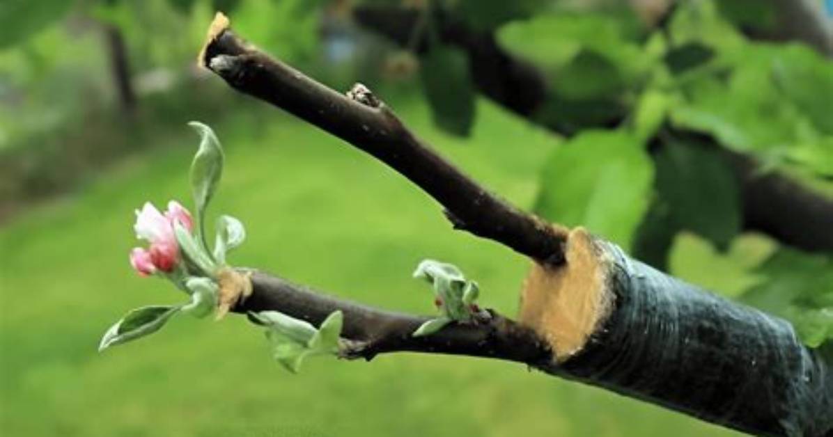 Do Grafted Trees Grow?